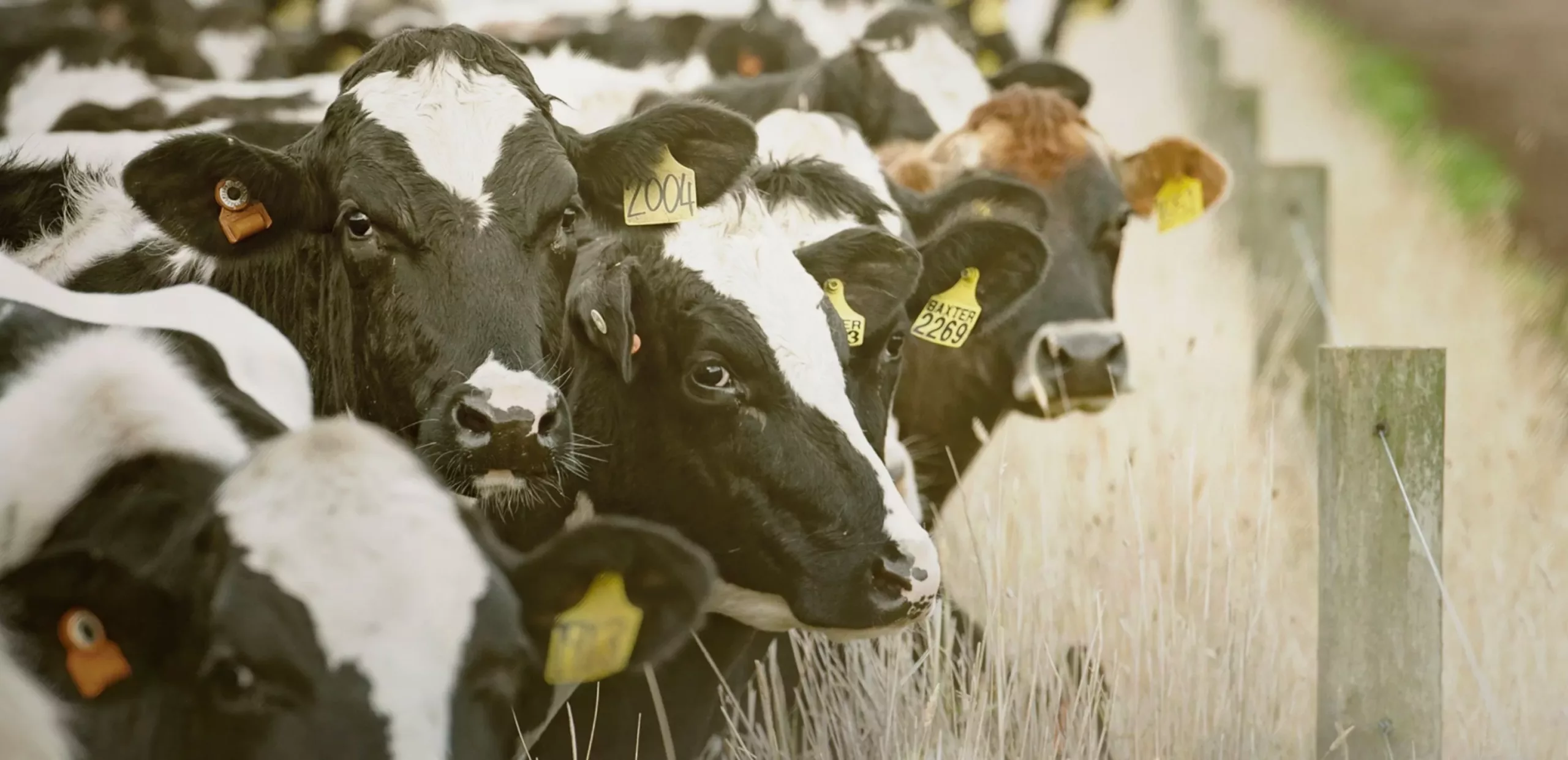 Products-Cows-2500×1150-option-2