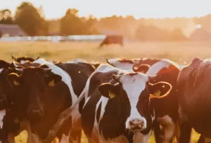 Cows-wide