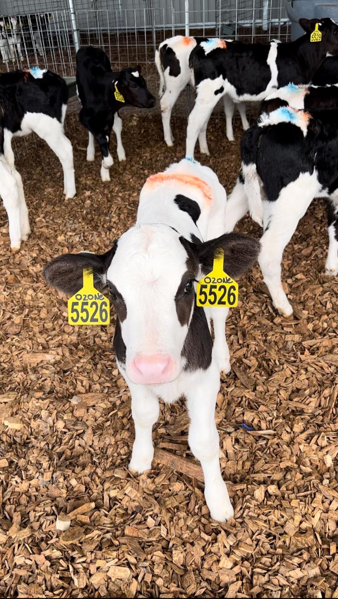 CALF