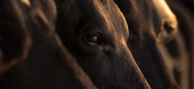 cowscloseup