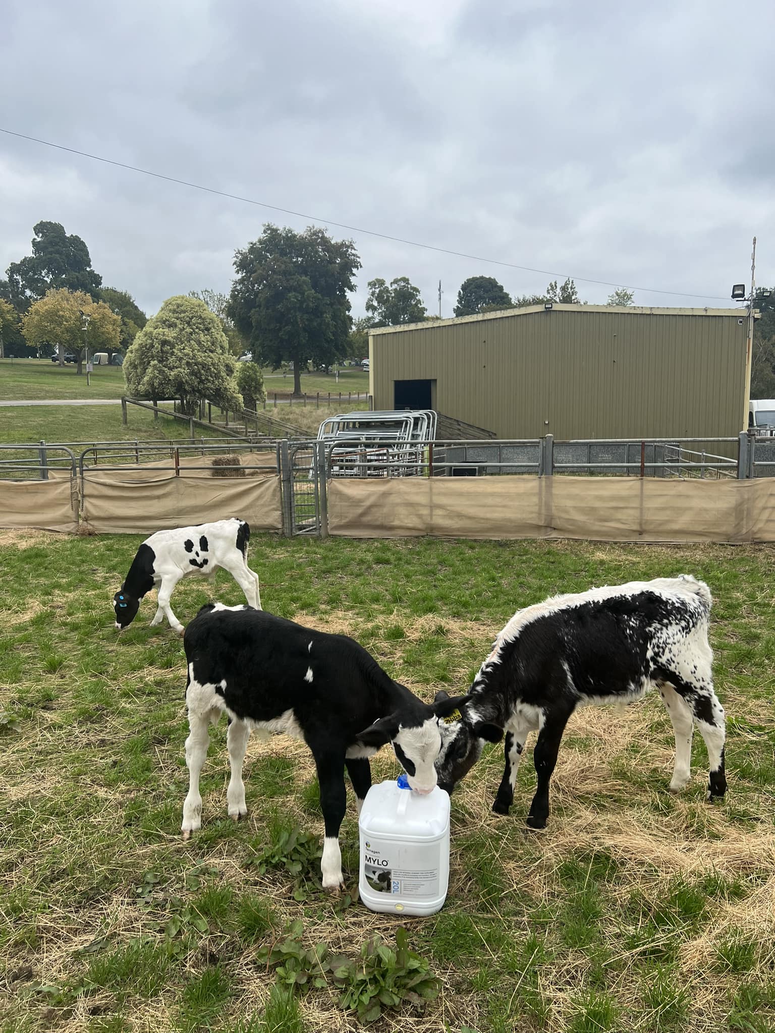 happycalves