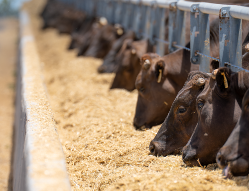 Terragen Probiotic for Ruminants