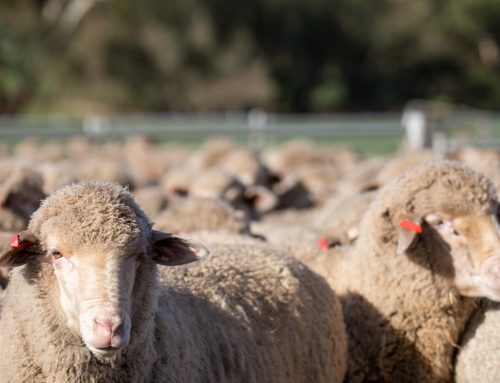 Terragen Probiotic for Ruminants lowered methane