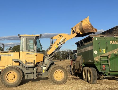 Probiotics in feedlot ration boosts MSA
