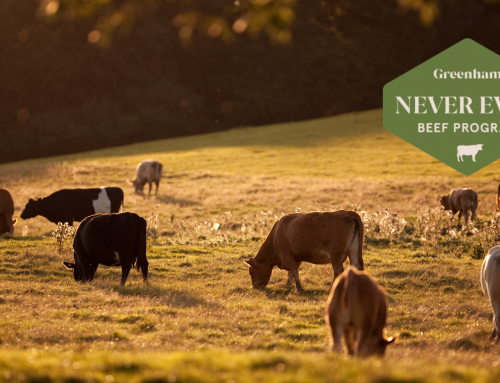 Terragen Recognised by Greenham’s “Never Ever” Program for Sustainable Beef Production