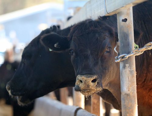 Australian Ag Biotech Steps Onto the Global Stage