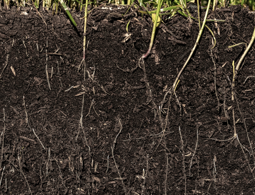 Healthy soil isn’t just an environment goal – it’s a business strategy