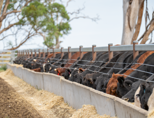 WA Beef Producer Feedlot Trial: Probiotic for Ruminants Performance Case Study