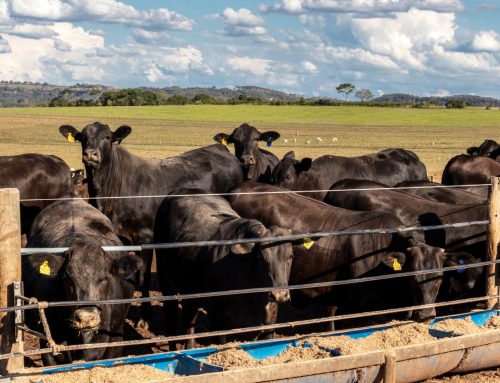 Previously announced CSU feedlot trial now peer-reviewed: what the published TPR® results mean