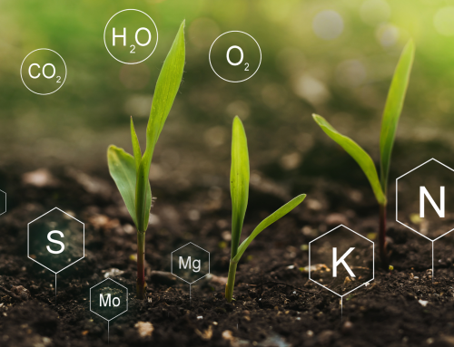 Can Biologicals Improve Nitrogen Mineralisation?