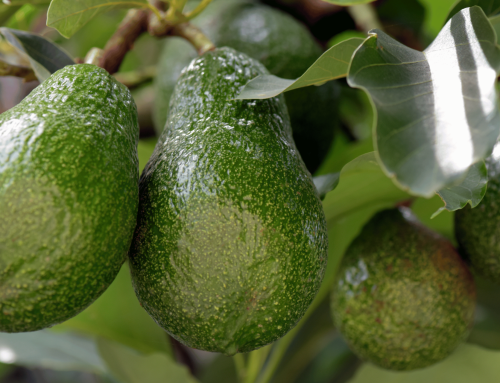 Bundaberg Avocado replicated strip trial
