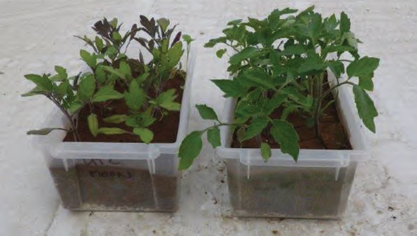 Great Land Plus end of Tomato trial observations