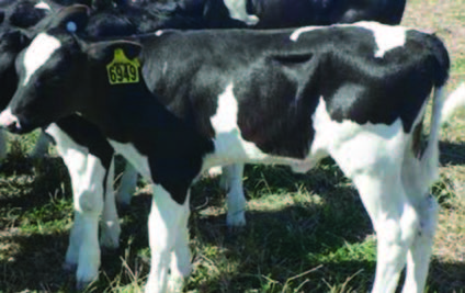 Mylo-Calf-Live-Weight-Studies-Jul19 2