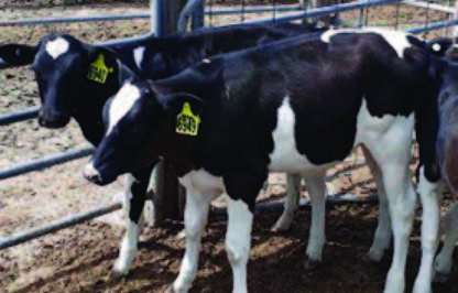 Mylo-Calf-Live-Weight-Studies-Jul19 3