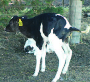 Mylo-Calf-Live-Weight-Studies-Jul19