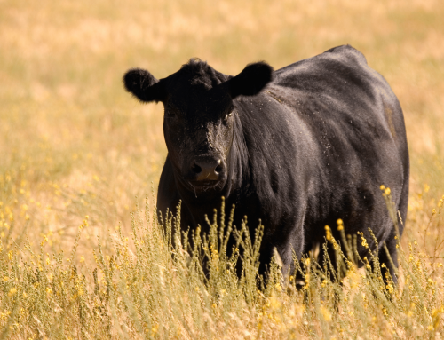 MYLO® improves ADG in steers at commercial feedlot in NSW