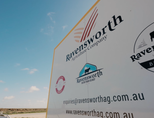 Ravensworth, Maize Silage Trial NSW 2025/26 Season