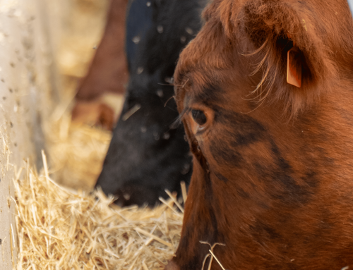 Terragen Probiotic for Ruminants Performance Case Study, WA Beef Producer Feedlot