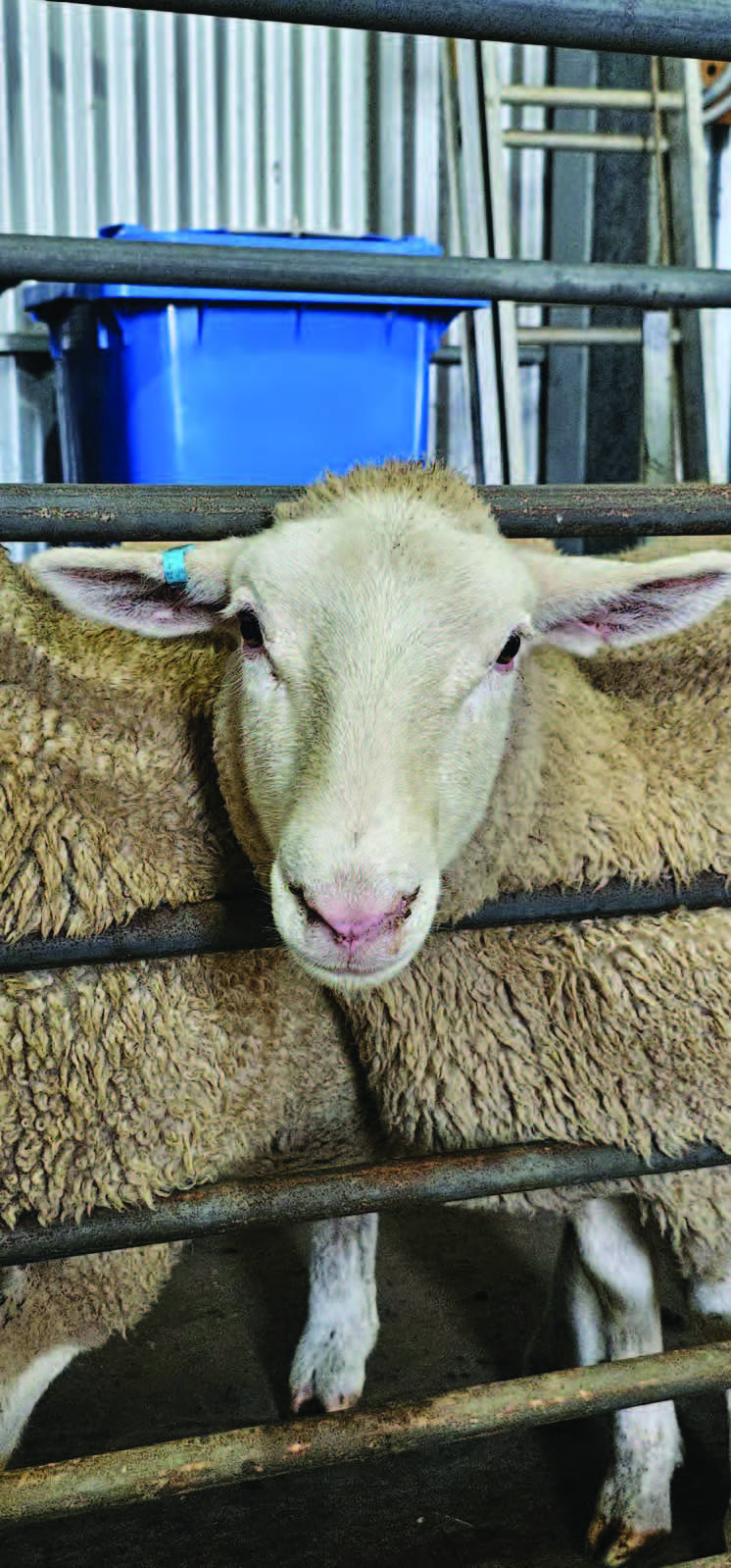 TPR-lamb-brochure-AU-WEB