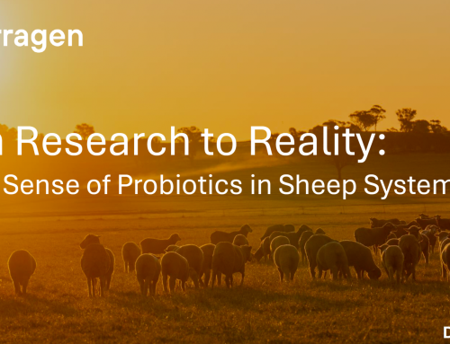 From Research to Reality: Making Sense of Probiotics in Sheep Systems
