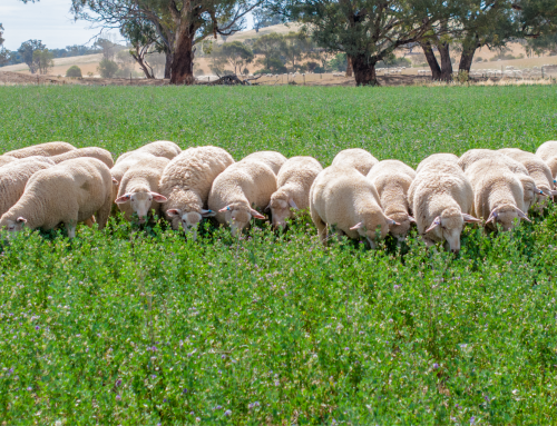 Ag Logic research data on lucerne