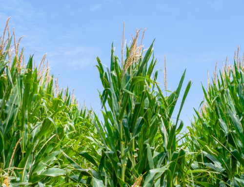 Ag Logic replicated trial data on maize