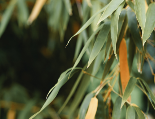 Weedensol trial data on forestry