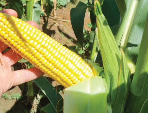 Griffith Maize Agronomy Trial 2024/25