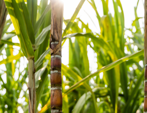Farmacist sugarcane trial