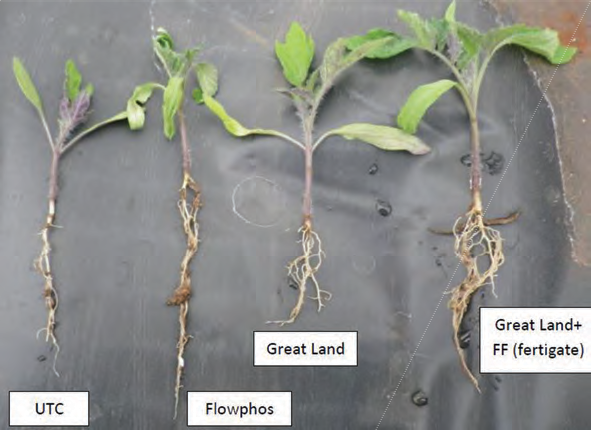 Tomato establishment trial results