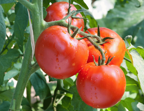 Tomato Trials, Cedenco, Victoria
