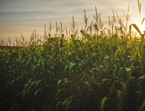 Ag Logic replicated trial data on maize