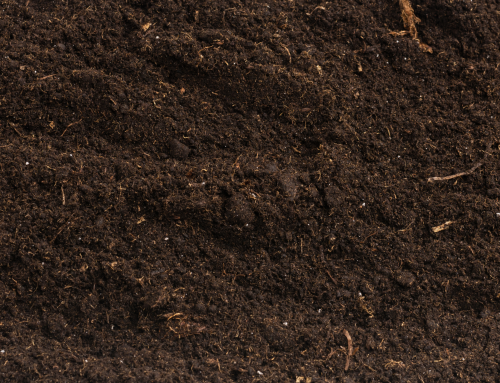 Same Biology, Different Crop: Why Mode of Action, Not Crop, Should Anchor How We Evaluate Microbial Biostimulants